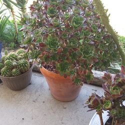 Black Rose Succulents 