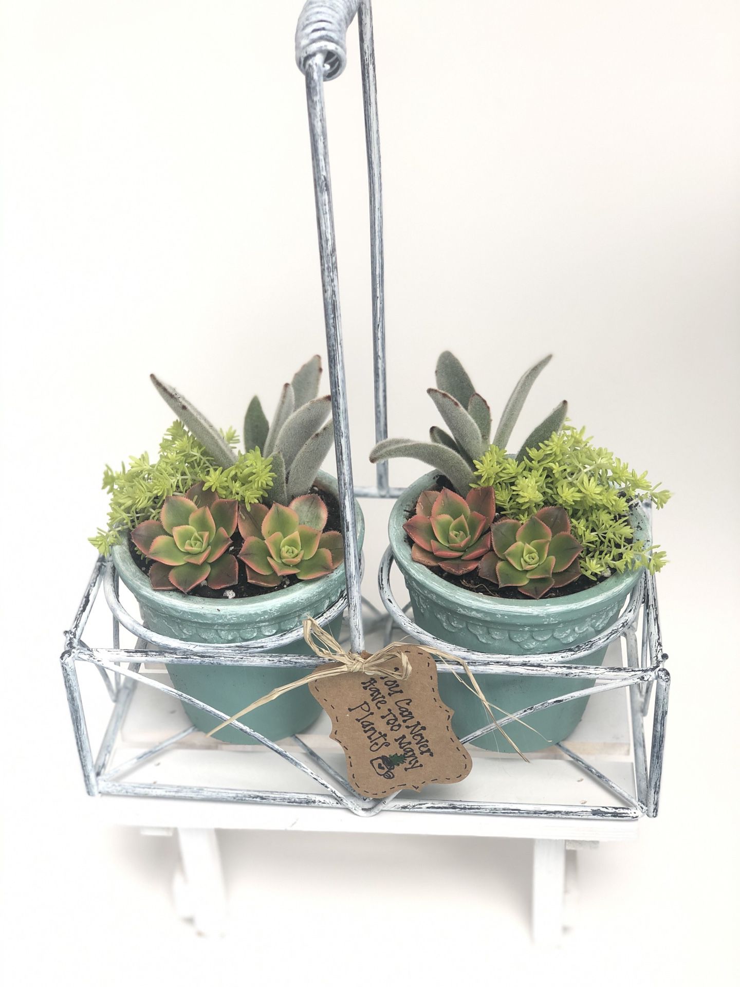 Succulents arrangement