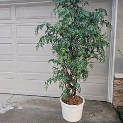 LG 7' X 4' Indoor Artifical Tree