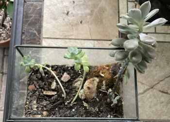 Glass Terrarium With Ghost Plant And Leather petal 