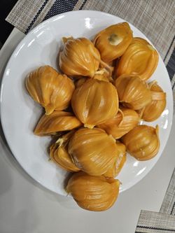 Jackfruit Plant For Sale.