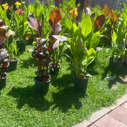 Plantas De Flores