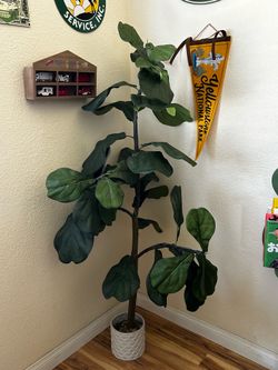 Artificial Fiddle Leaf Plant
