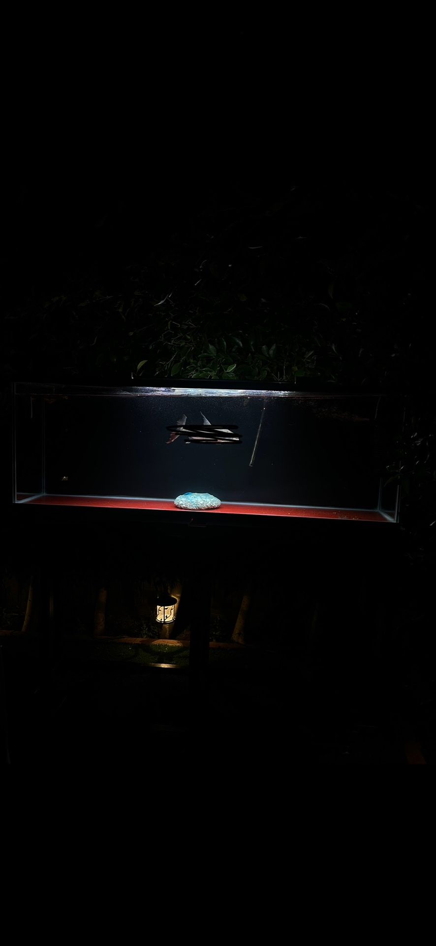 Fish Tank Aquarium 