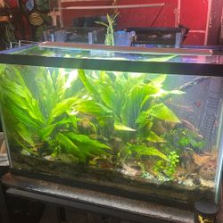 Planted, Natural 29 Gallon Tall Tank