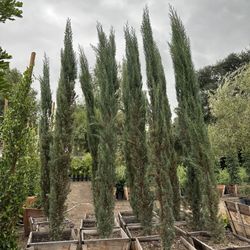Italian Cypress