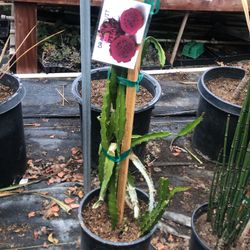 Dragón Fruit (pitaya )