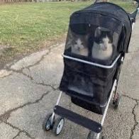 Collapsable Dog/cat Stroller 