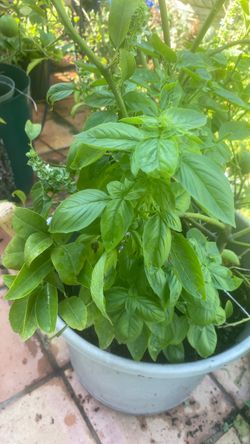 Organic sweet basil