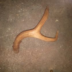 Antler Single 