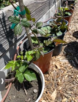 Thornless “Triple Crown” Blackberry