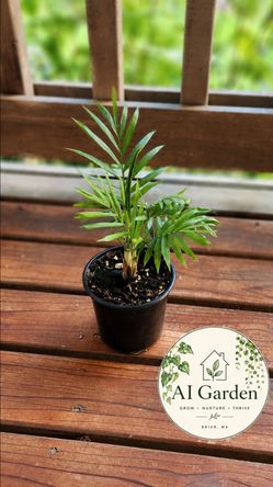 Small Parlor Palm in Black Nursery Pot