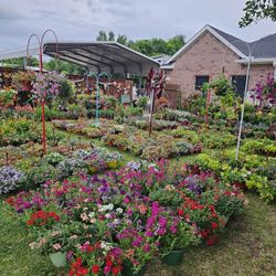 SEVENTH NEW SHIPMENT ARRIVE APRIL 23rd 2026 Beautiful and Healthy HANGING BASKETS PLANTS.