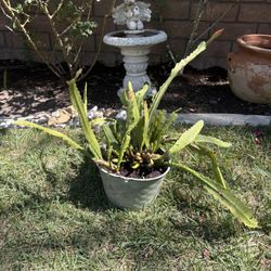 Potted Orchid Cactus