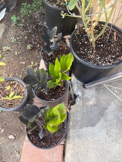 Black zz plant