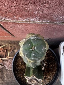 Cactus graft