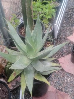 👻 Large Ghost  Aloe Plant in Black Pot