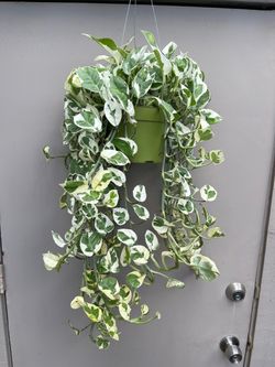 Pothos N Joy Trailing House Plant 6” Hanging Pot