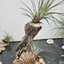 Driftwood Creation With Seashells And Airplants 