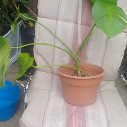 monstera plant