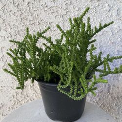 6 Inch Pot Succulent Plant - Crassula Muscosa - Watch Chain - Rooted & Established Plant - Drought Resistant 🪴