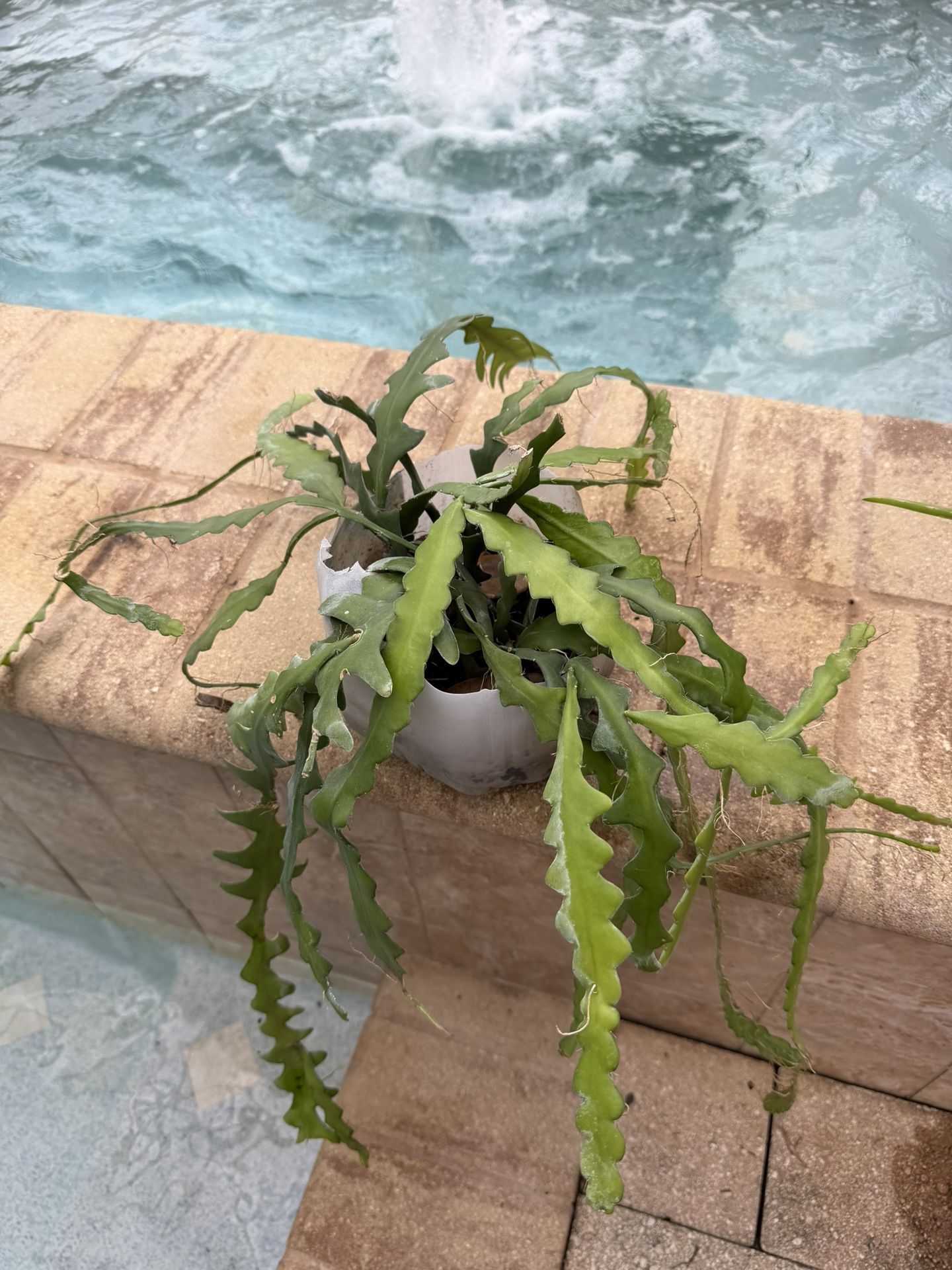 RIC RAC or FISHBONE CACTUS