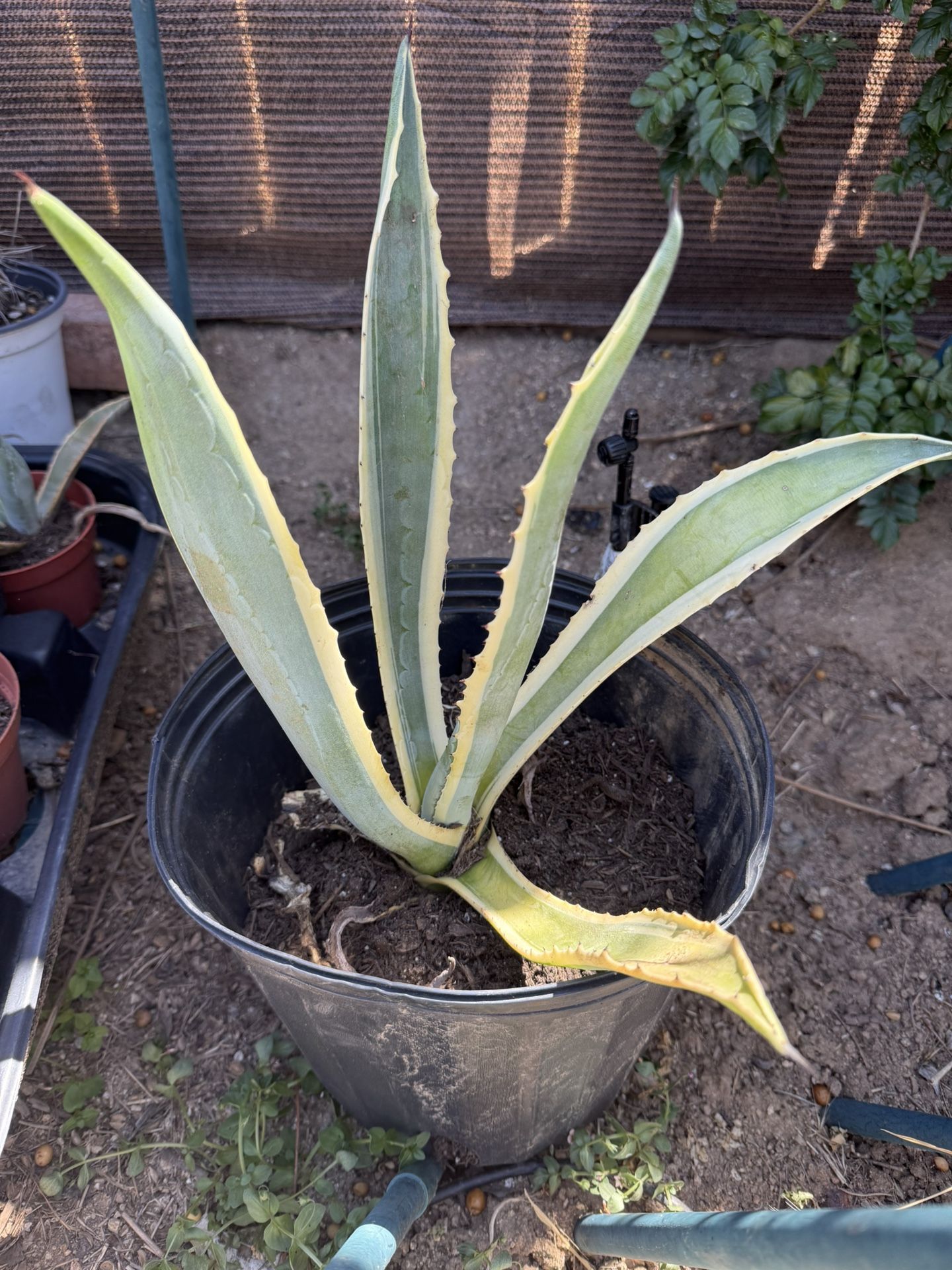 Agave Americana Plant