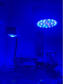 Reef light