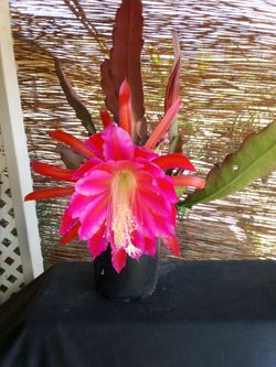 Epiphyllum