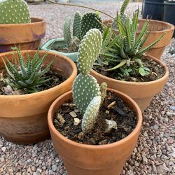 Cactus & Succulents 