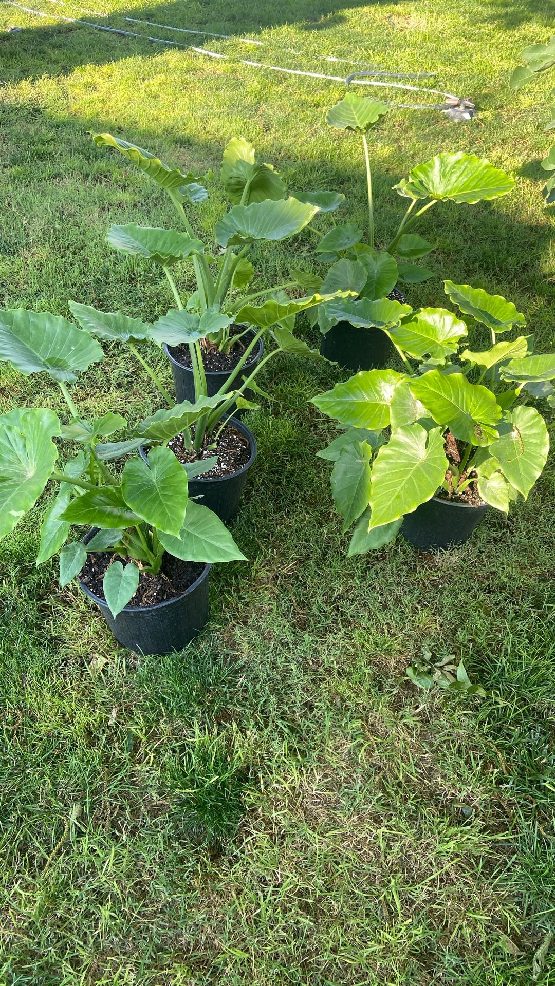 California Elephant Ears