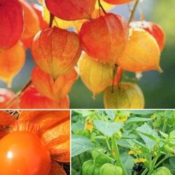 Physalis Cape Gooseberry Seedling Lampion Flower Peruvian groundcherry Fruit Plant Home Garden Vietnamese Chum Ruot 1 Gal Plant