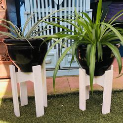 Potted Plants With Plant Stands