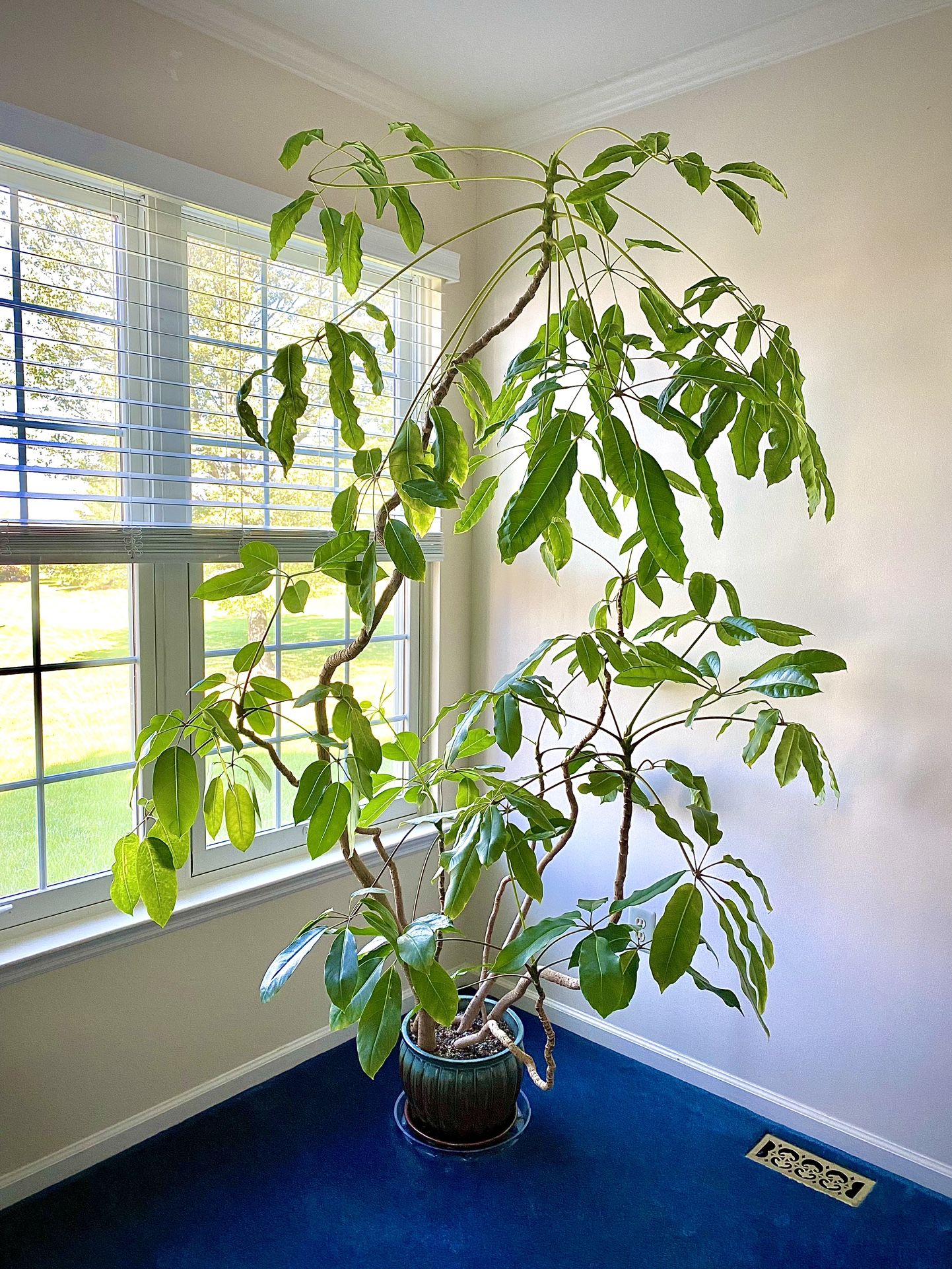 Oversized Potted Plant - Schefflera actinophylla (Umbrella Tree)