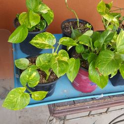 PLANTS   & IVYS $10.00 & $5.00 AGAVE PLANTS $15.00 & $35.00