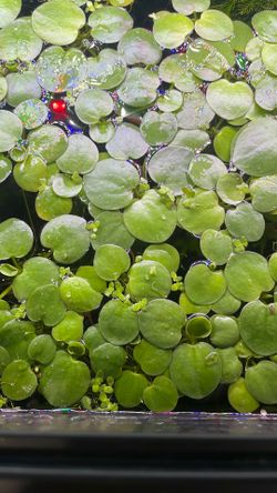 Frogbit Floaters