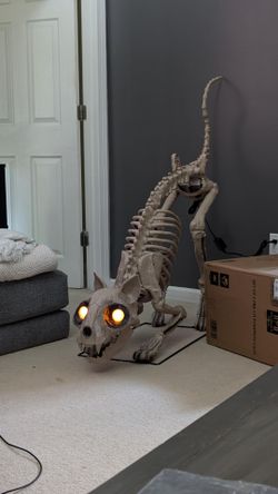 Skelly cat