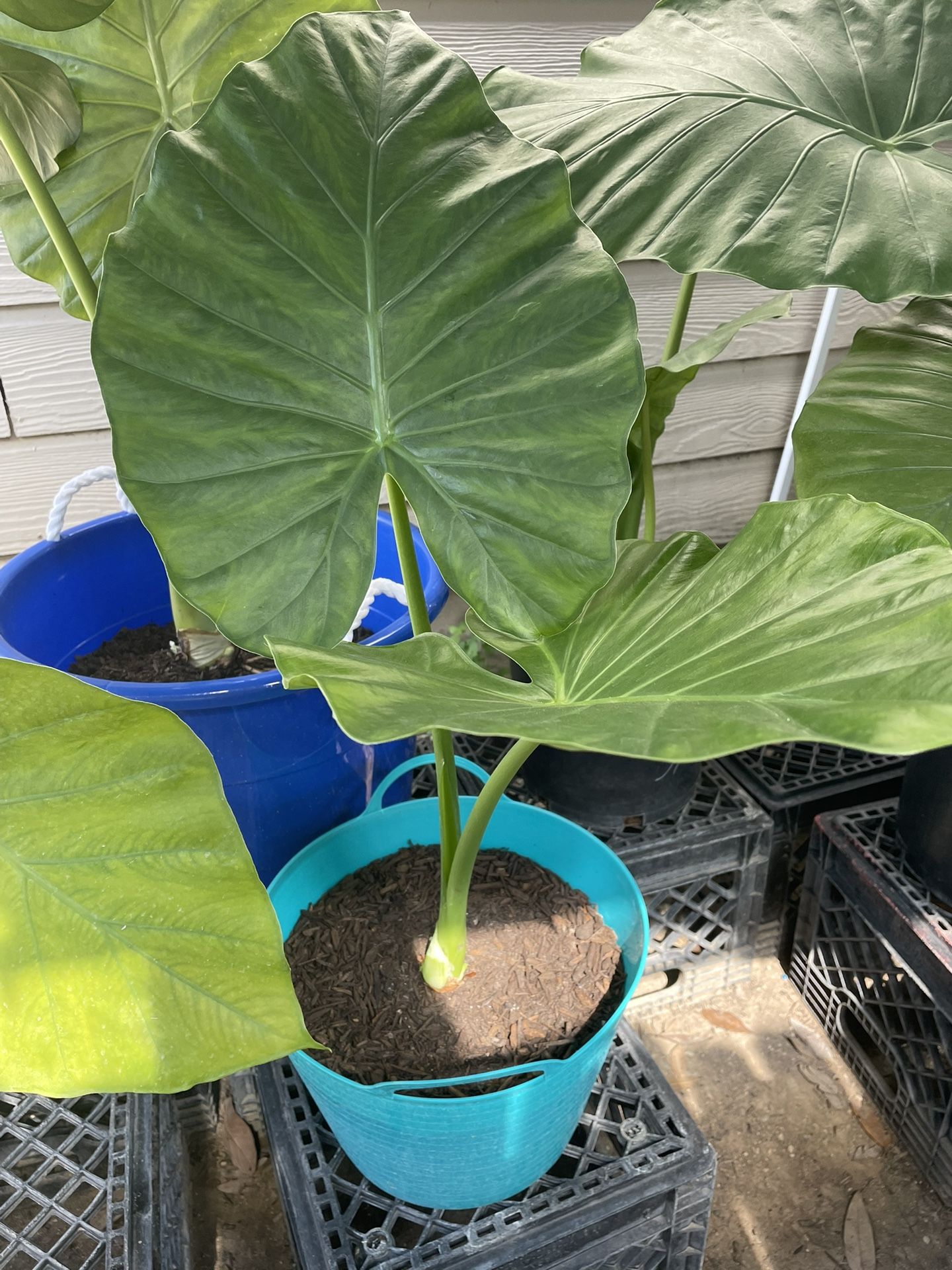 Persian Palm Elephant Ears