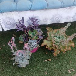 Echevaria Succulents 