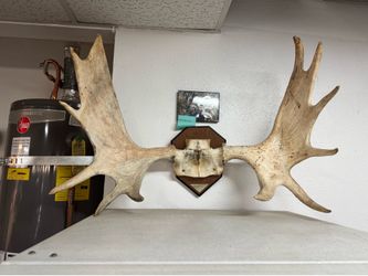 Canada Moose Antlers