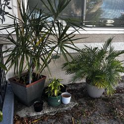 Indoor & outdoor plants
