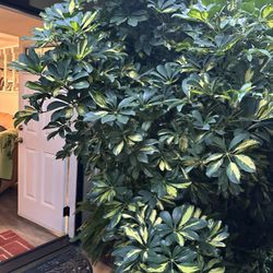 Large About 7 Ft Height