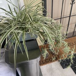 Very Healthy And Beautiful Spider Plant For Sale$30