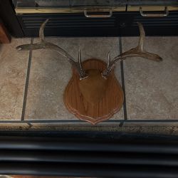 Deer Antlers