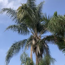 Free Queen Palm Trees