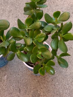 Lucky Jade Plant
