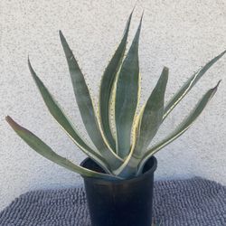 Agave Plant.