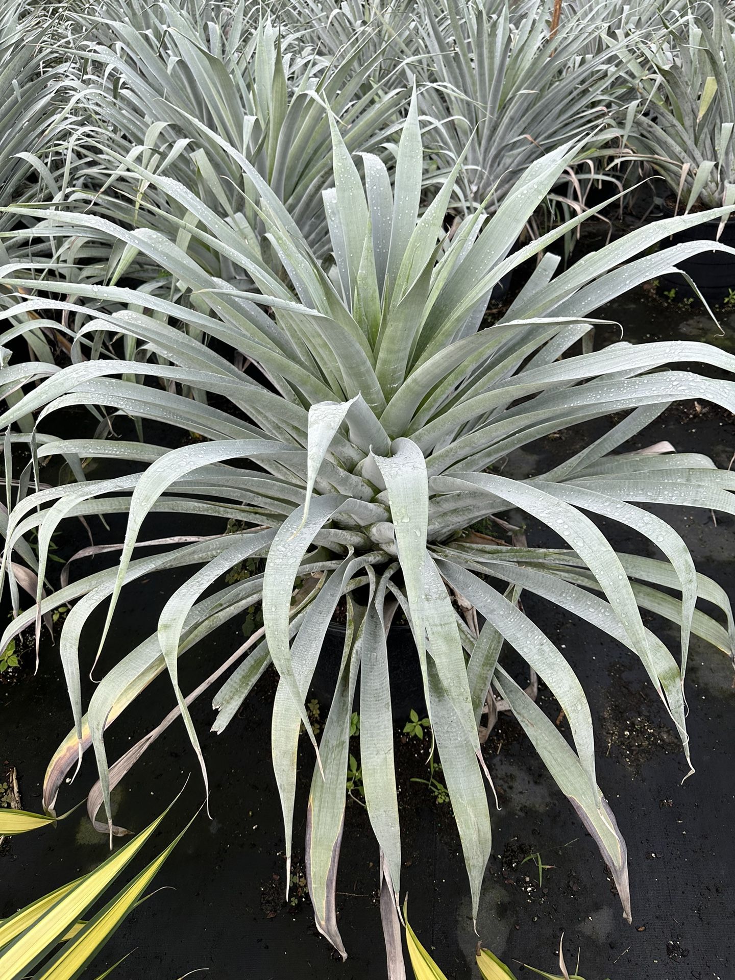 Bromeliad Odorata ☘️ Beautiful