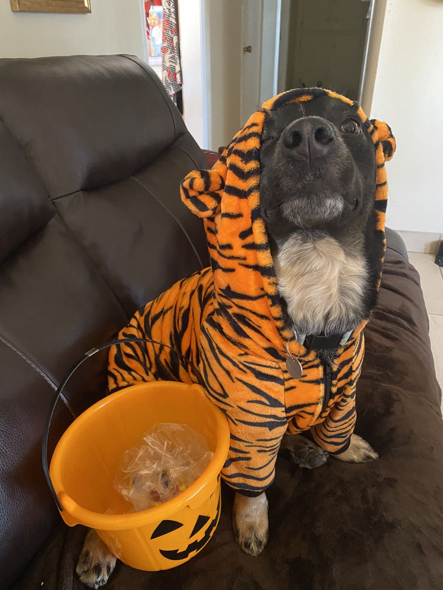 Tiger Dog Halloween Costume