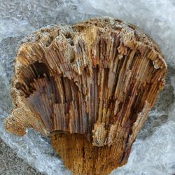 Withlacoochee Agatized Coral For Sale